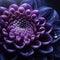 indigo dahlia flower that its meaning also varies according to the colors