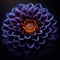 indigo dahlia flower that its meaning also varies according to the colors