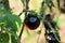 Indigo rose small dark cherry tomatoes attached to vine and growing in local home garden surrounded with branches and leaves