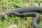 Indigo snake on grass in Florida forest