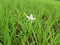 Indin grass flower