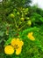 Indin rural yellow flower