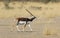 Indische Antilope, Blackbuck, Antilope cervicapra