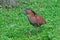 Indische Kwak, Malayan Night-Heron, Gorsachius melanolophus