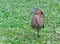 Indische Kwak, Malayan Night-Heron, Gorsachius melanolophus