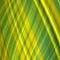 Indistinct background in yellow-green tones
