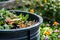 Individual composting food scraps in backyard compost bin for sustainable gardening. Concept