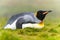 individual king penguin lies relaxed on its belly in green grass of South Georgia, looking ahead