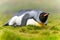 individual king penguin lies relaxed on its belly in green grass of South Georgia, looking ahead