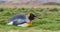 individual king penguin lies relaxed on its belly in green grass of South Georgia, looking ahead