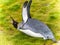 individual king penguin lying on its belly in green grass of South Georgia doing flight exercises with its wings