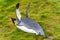 individual king penguin lying on its belly in green grass of South Georgia doing flight exercises with its wings