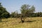 Individual trees in the moorland