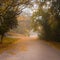 an individual walking down a leaf - laden road in the fog