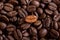 Individuality, standing out from a crowd concept, close up of a single bright, gold coffee bean over many dark ones with copy spac