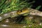 Indo Chinese Rat Snake, ptyas korros