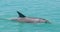 Indo-Pacific Bottlenose Dolphin, Kimberley Coast, Australia