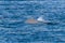 Indo-pacific humpback dolphins sousa chinensis in Musandam, Oman near Khasab in the Fjords jumping in and out of the water by