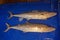 Indo Pacific king Mackerel Fishes for Sale