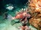 Indo-Pacific lionfish have invaded Flower Garden Banks National Marine Sanctuary and several other national marine sanctuaries.