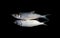 The Indo-Pacific tarpon Megalops cyprinoides fishes isolated on black background