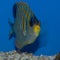 Indo Regal Angelfish