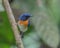 Indochinese Blue Flycatcher perching