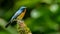 Indochinese Blue Flycatcher perching on tree stump