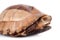 The Indochinese box turtle on white