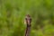 Indochinese Bushlark Mirafra erythrocephala