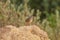 Indochinese Bushlark Mirafra erythrocephala