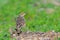 Indochinese Bushlark or Mirafra erythrocephala.