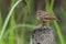 Indochinese Bushlark perching on top of cement pole looking into a distance