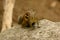 Indochinese Ground Squirrel (Menetes berdmorei)