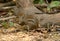 Indochinese Ground Squirrel (Menetes berdmorei)