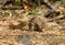 Indochinese Ground Squirrel (Menetes berdmorei)