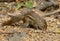 Indochinese Ground Squirrel (Menetes berdmorei)