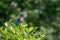 Indochinese Roller bird on the top of tree