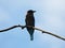 Indochinese roller, Perches on the tree canopy in search of food