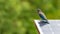 Indochinese Roller perching on solar cell panel looking into a distance