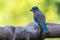 Indochinese Roller perching on wooden fence looking into a distance