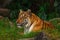 Indochinese tigerAmur tiger sitting on grass