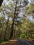Indonesia, 08 May 2023 : Road in Pine forest in Kintamani, Bali Island
