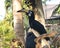 Indonesia Bali Bird Park Tropical Birds Colorful Birds Endangered Hornbill Birdwatching Bucorvidae Chilling Bucerotidae Species
