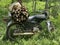 Indonesia  East Java  Tancak  motorcycle and woods