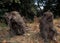 Indonesia: A herd of Pavian-Monkeys on Bali Island