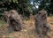 Indonesia: A herd of Pavian Monkeys on Bali Island