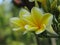 Indonesia, Java: Beautiful Frangipani Plumeria Flowers smell really pretty