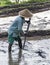 Indonesia, June 13 2022 - Rice farmer bteaks up clumps of mud in a watery field