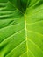 INDONESIA,JUNE 17 , 2021 ; Wild taro leaves after being exposed to rain in Temanggung City, Central Java, Indonesia